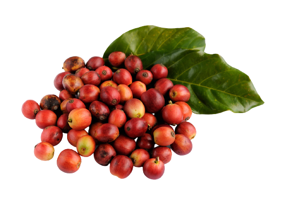 RAW Coffee Beans